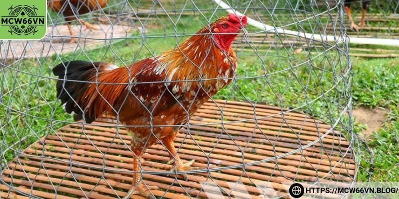 Huấn luyện gà cọp đầy khắc nghiệt