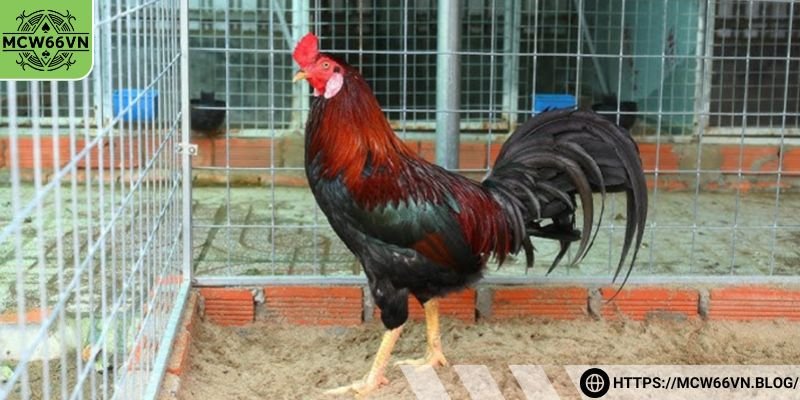 Thông tin chính xoay quanh gà cọp lai